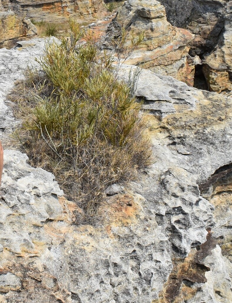 Tristachya isalensis photo 2