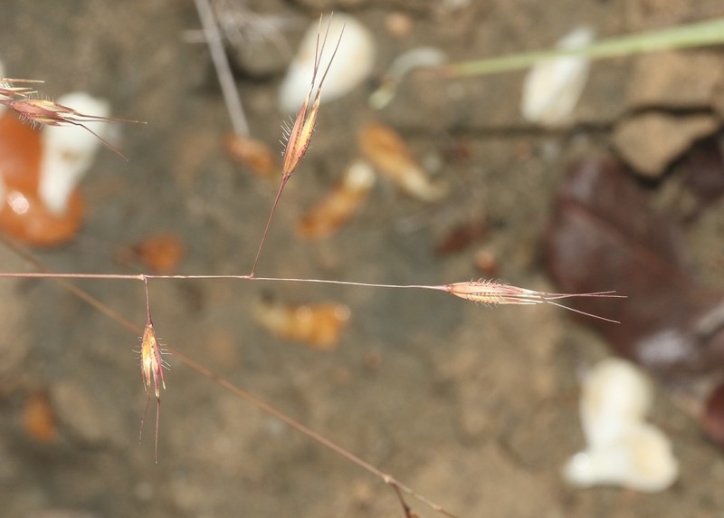Tristachya isalensis photo 3