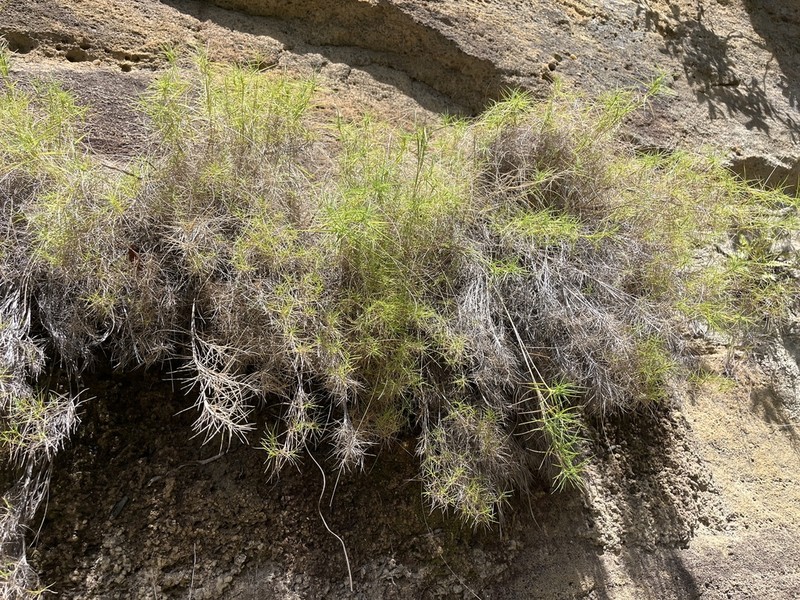 Tristachya isalensis photo 4