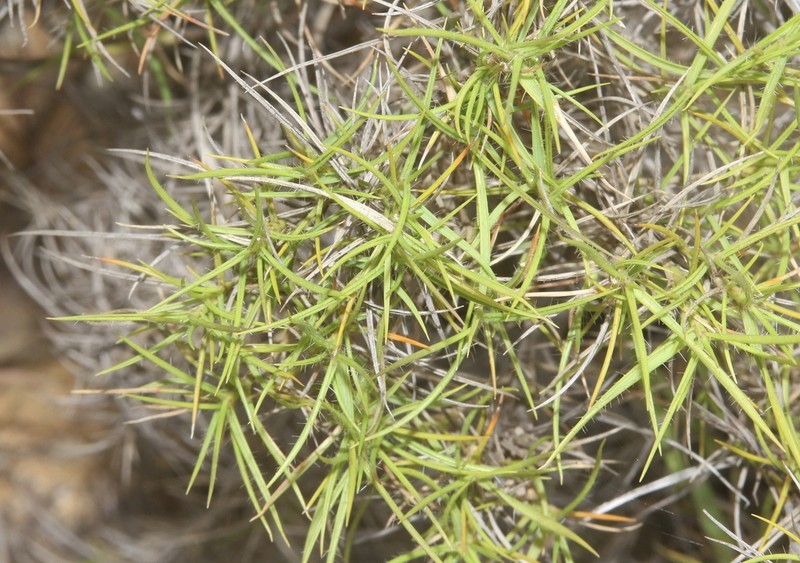 Tristachya isalensis photo 5