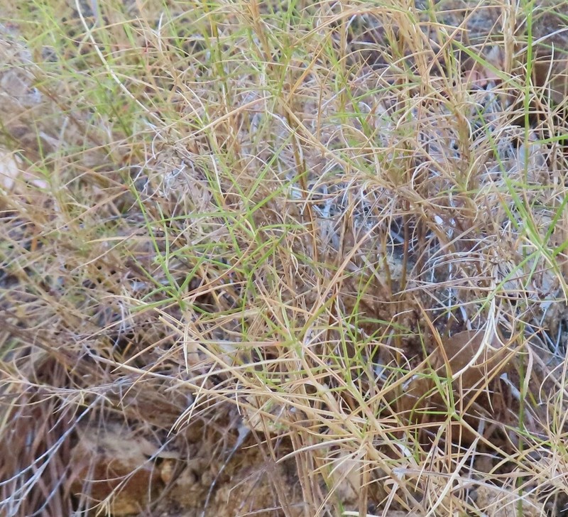 Tristachya isalensis photo 6