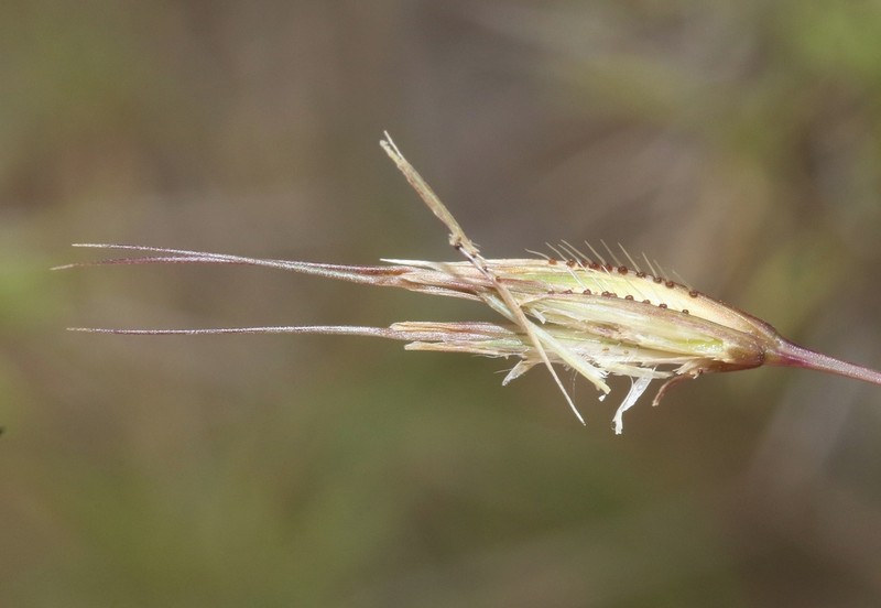 Tristachya isalensis photo 7