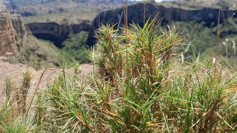 Tristachya isalensis photo 8