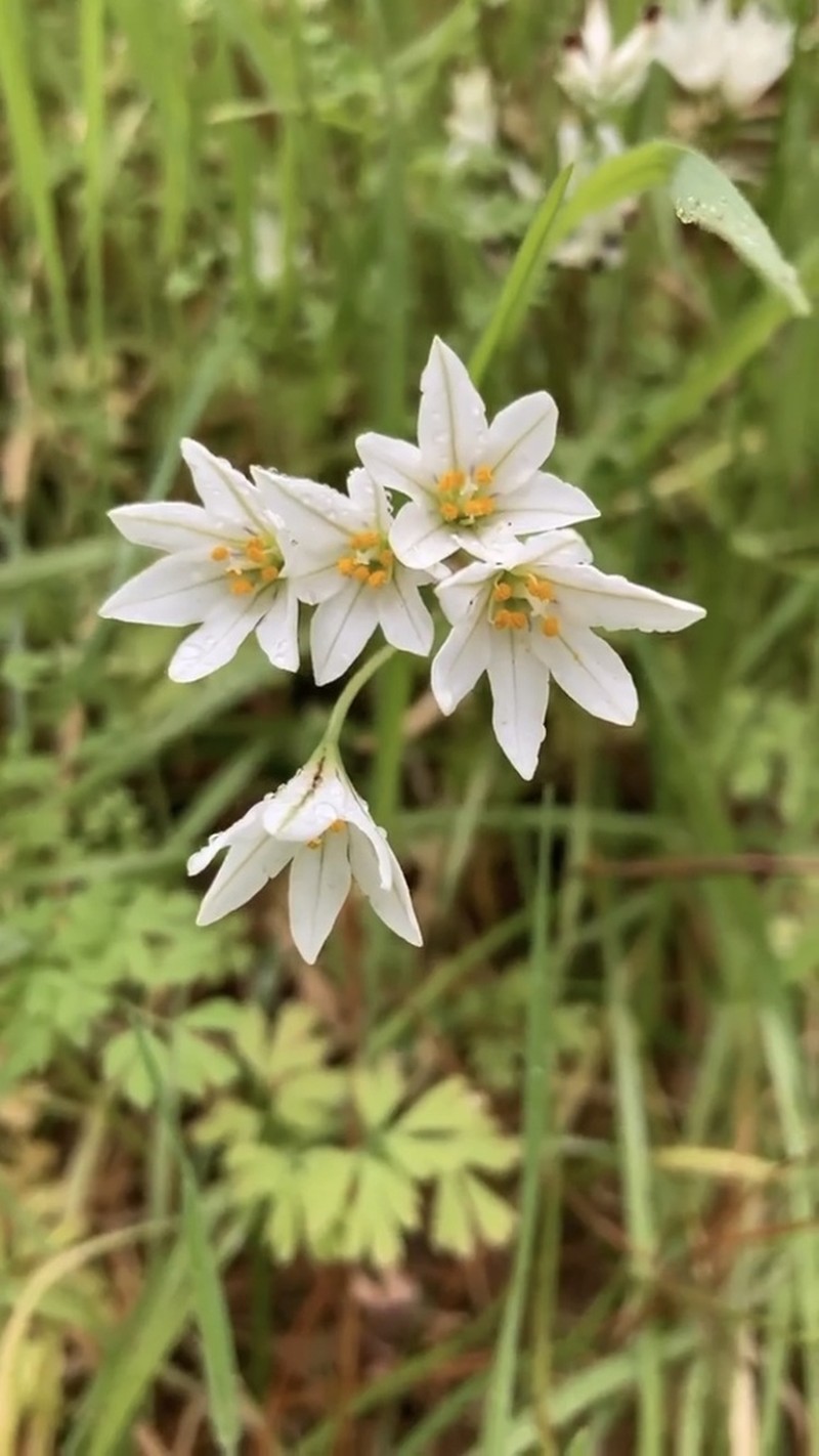 Tristagma berteroi photo 2