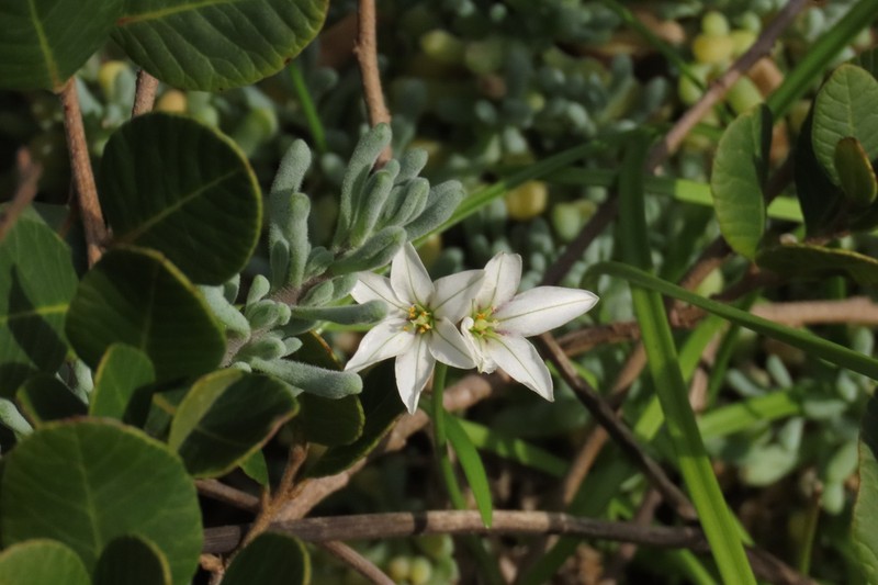 Tristagma berteroi photo 3