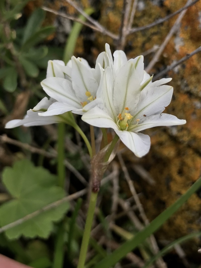Tristagma berteroi photo 6