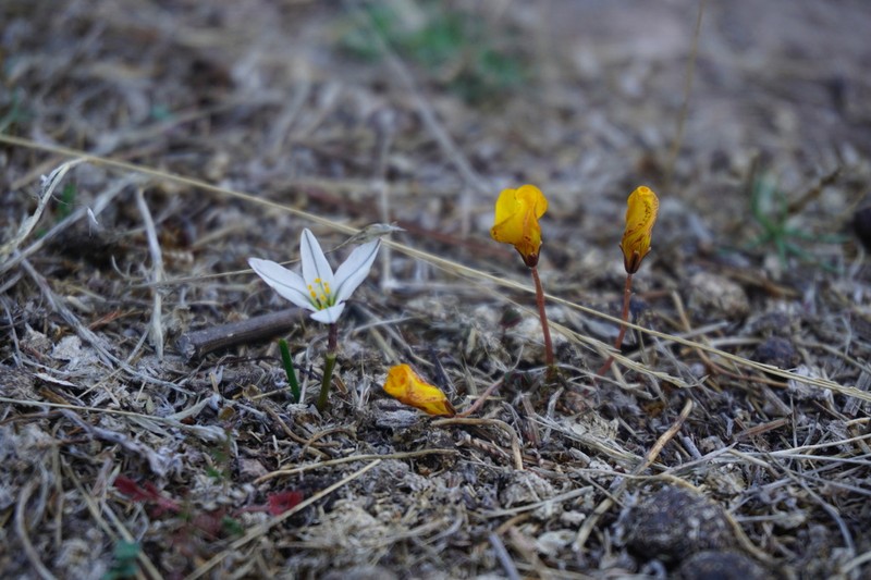 Tristagma berteroi photo 7