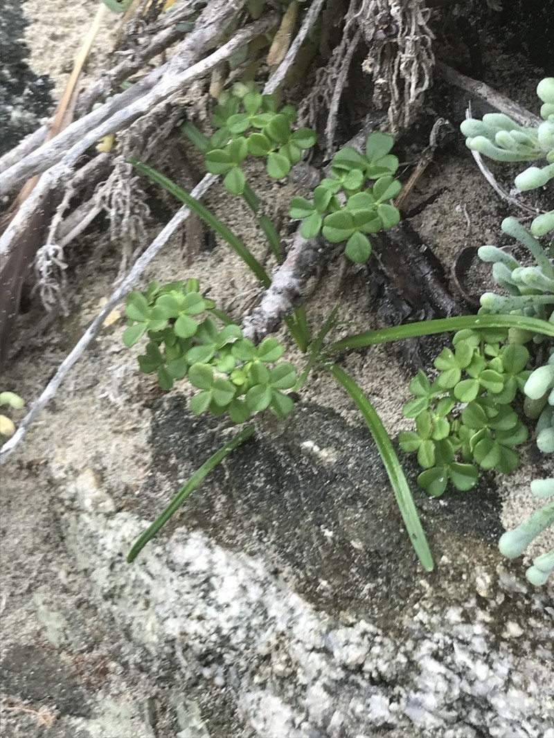 Tristagma berteroi photo 8