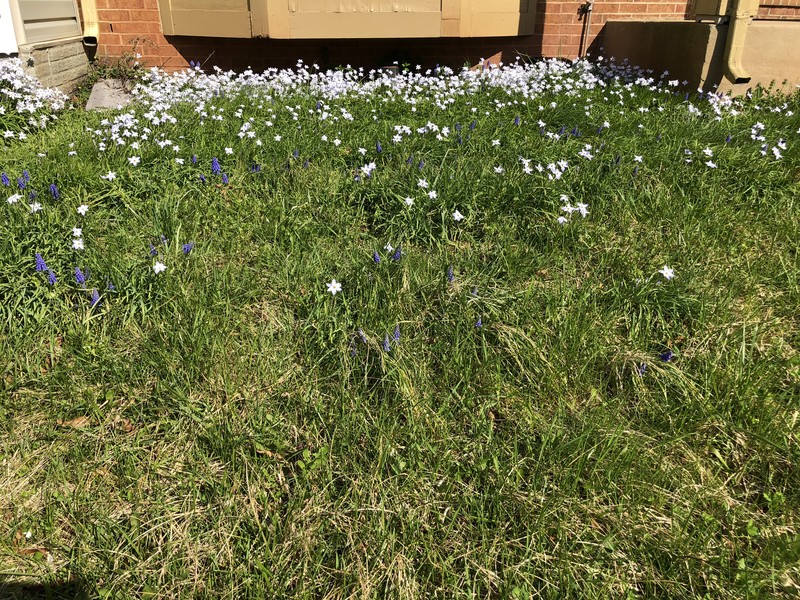 Springstar photo 2