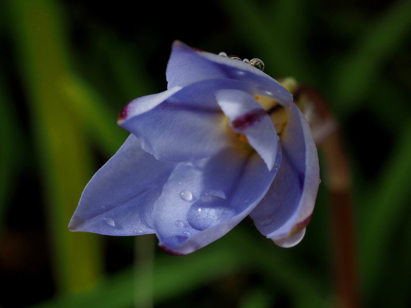 Springstar photo 3