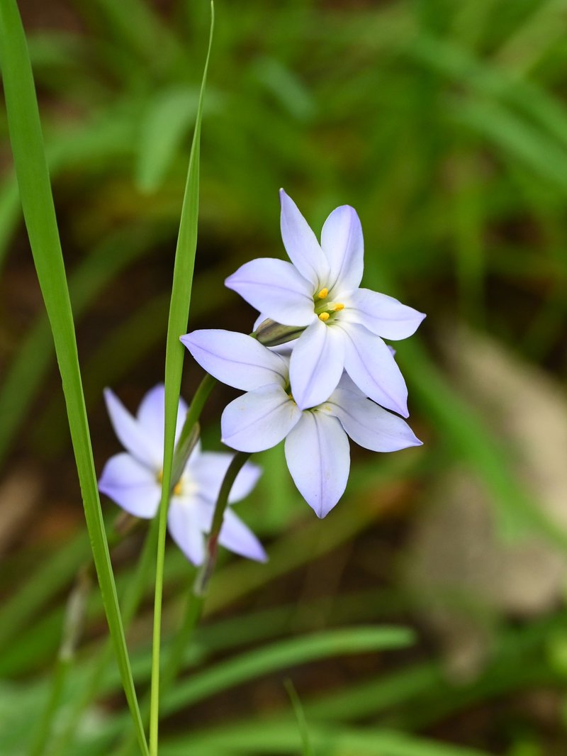 Springstar photo 4