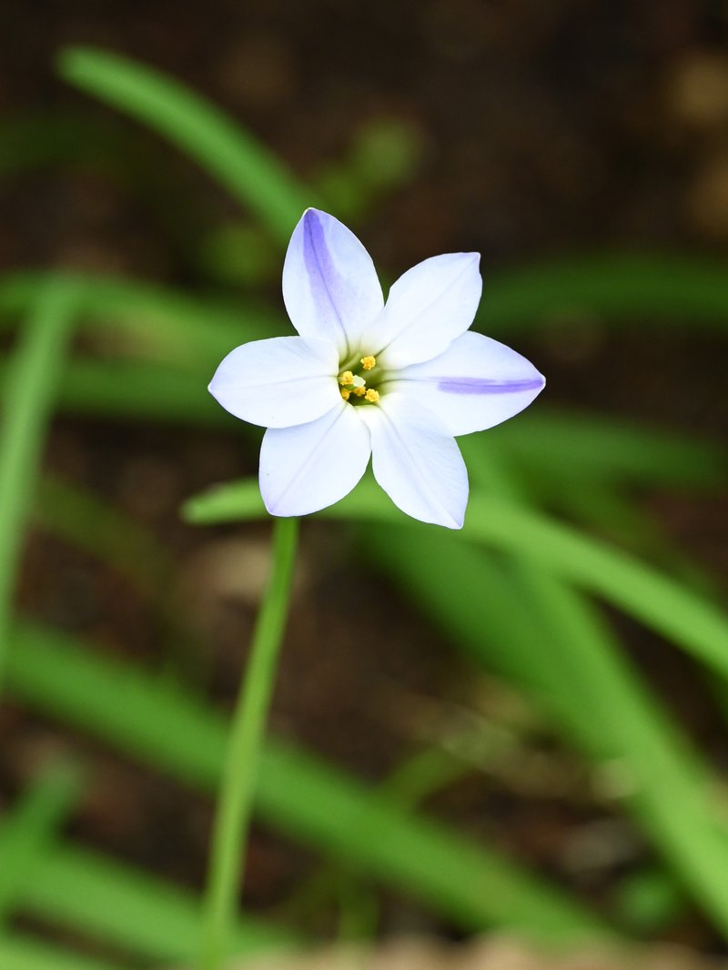 Springstar photo 5