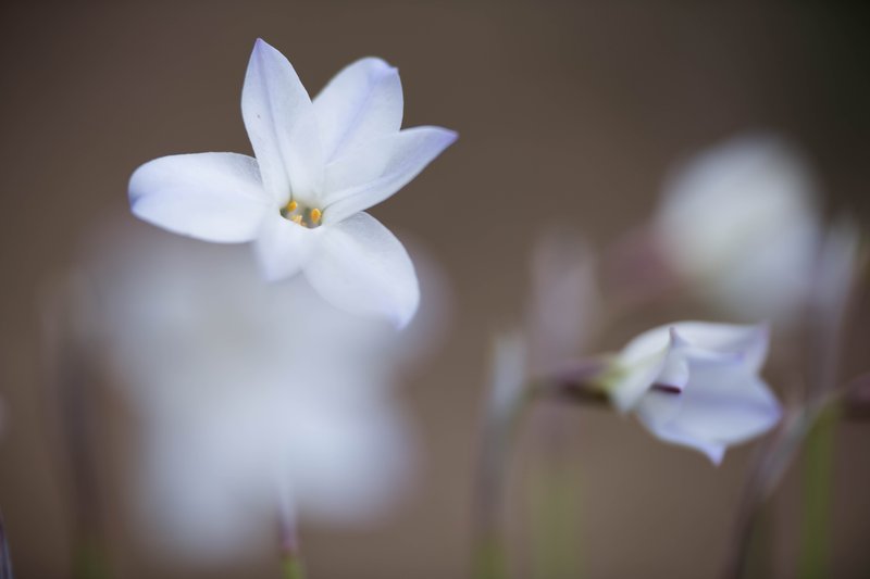 Springstar photo 6