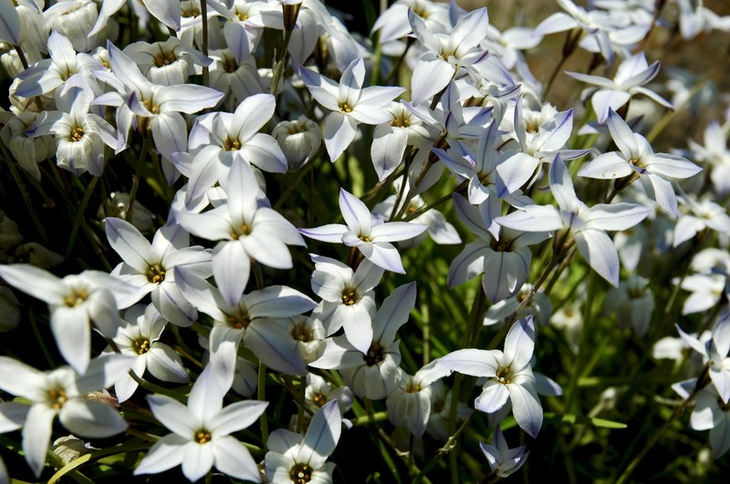 Springstar photo 7