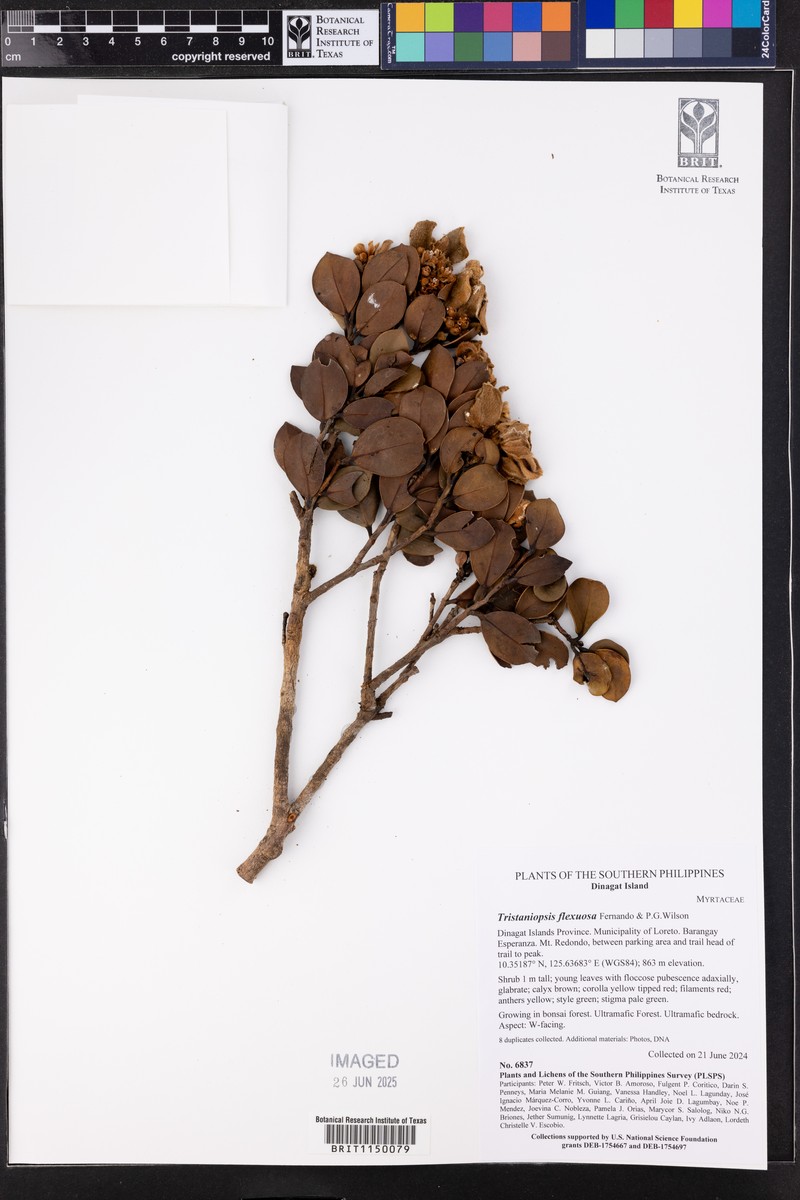 Tristaniopsis flexuosa