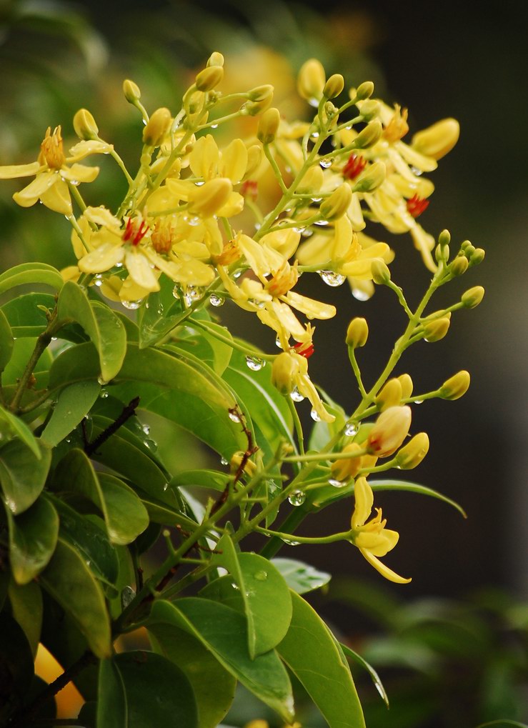 Tristellateia australasiae photo 2