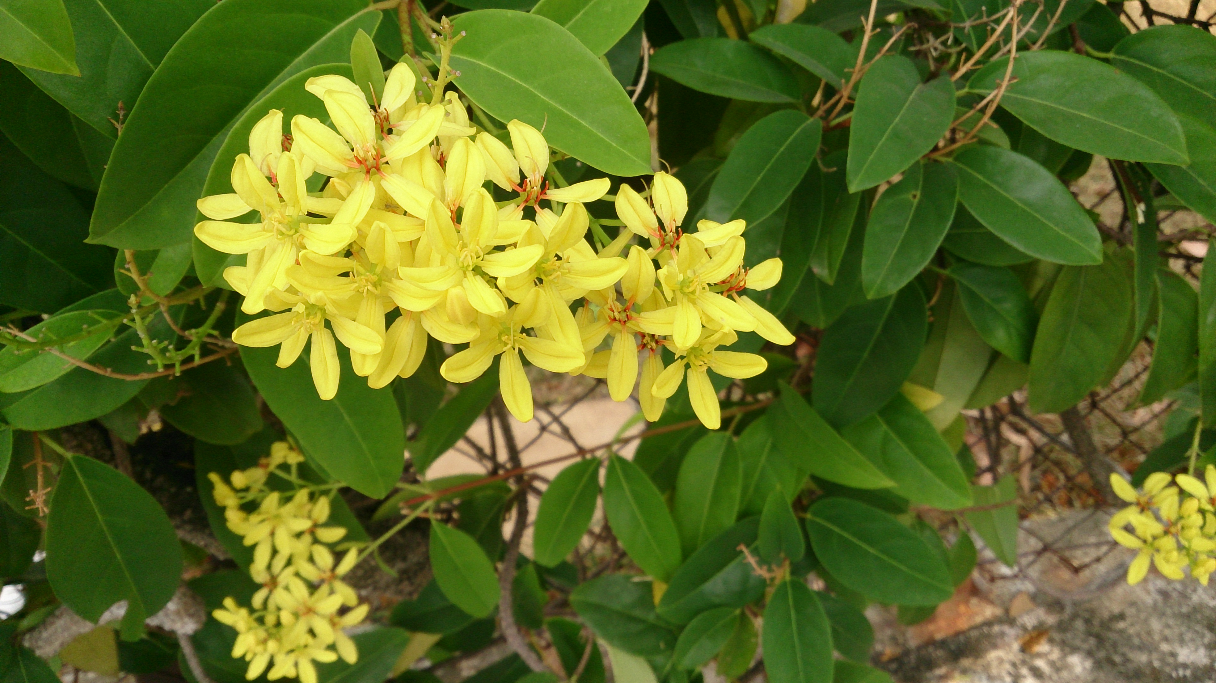 Tristellateia australasiae photo 3