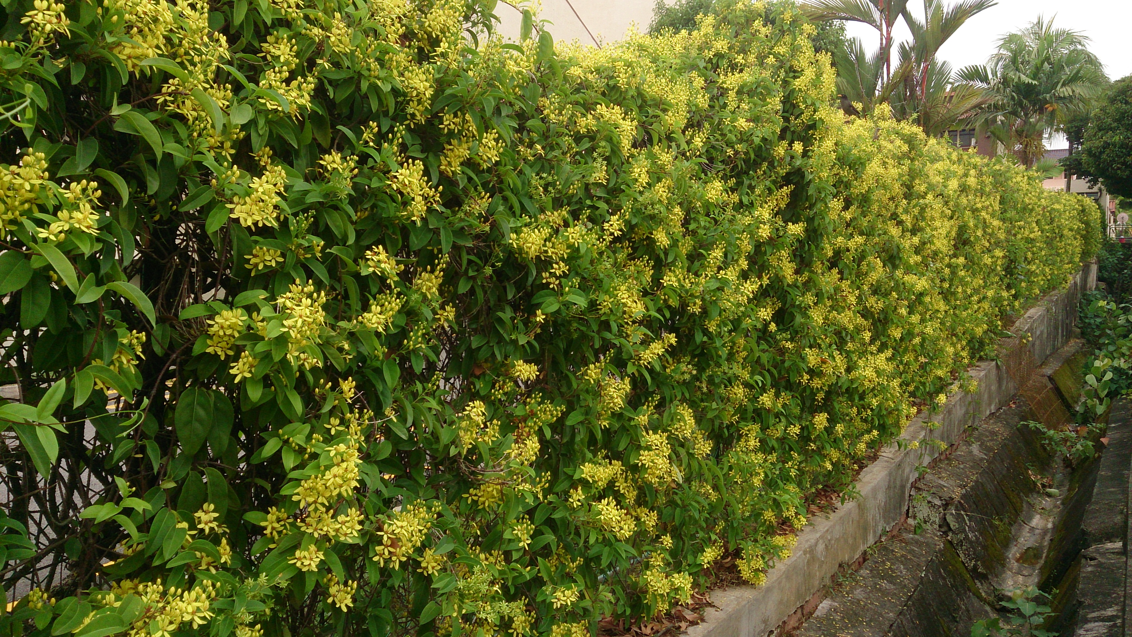Tristellateia australasiae photo 4