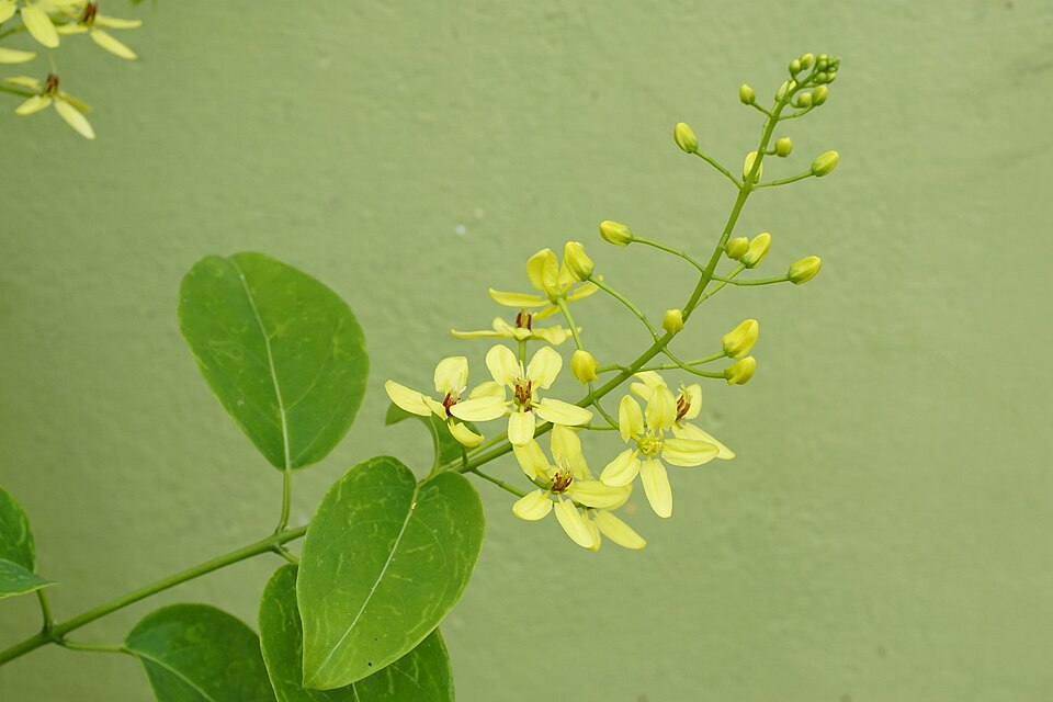 Tristellateia australasiae photo 6
