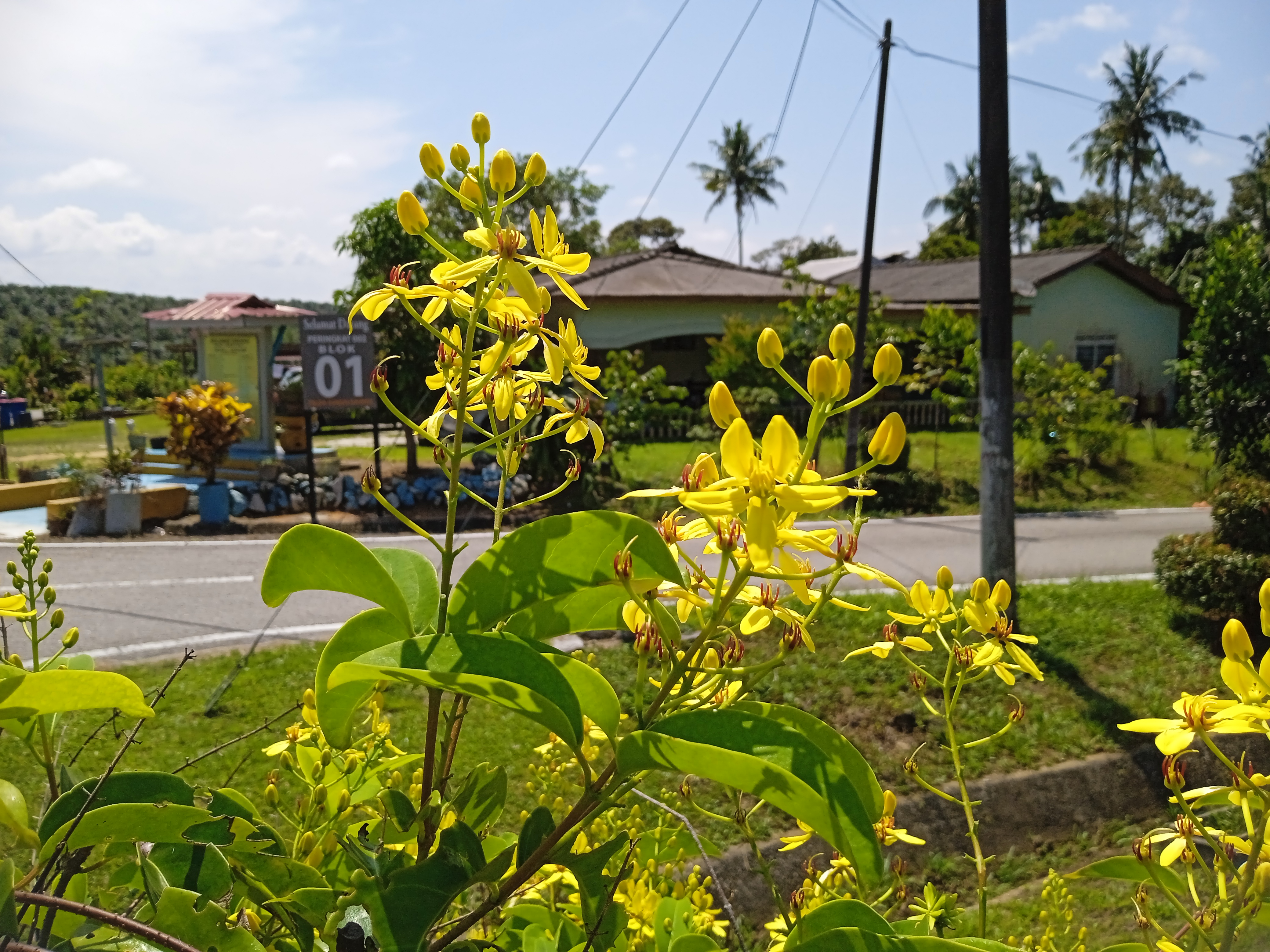 Tristellateia australasiae