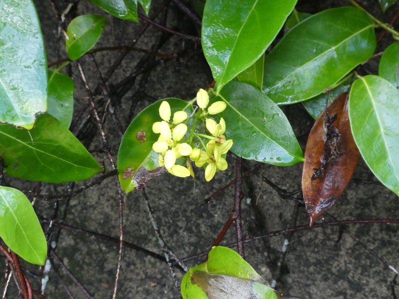Tristellateia australasiae photo 7