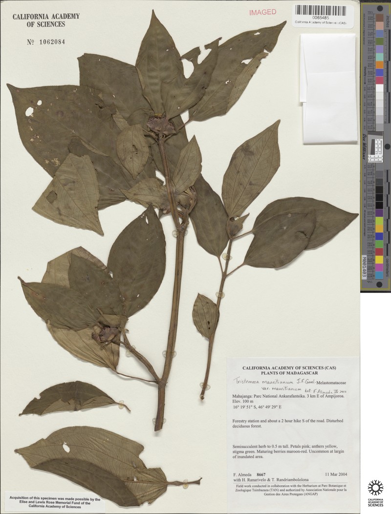 Tristemma mauritianum var. mauritianum
