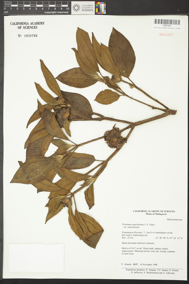 Tristemma mauritianum var. mauritianum photo 2