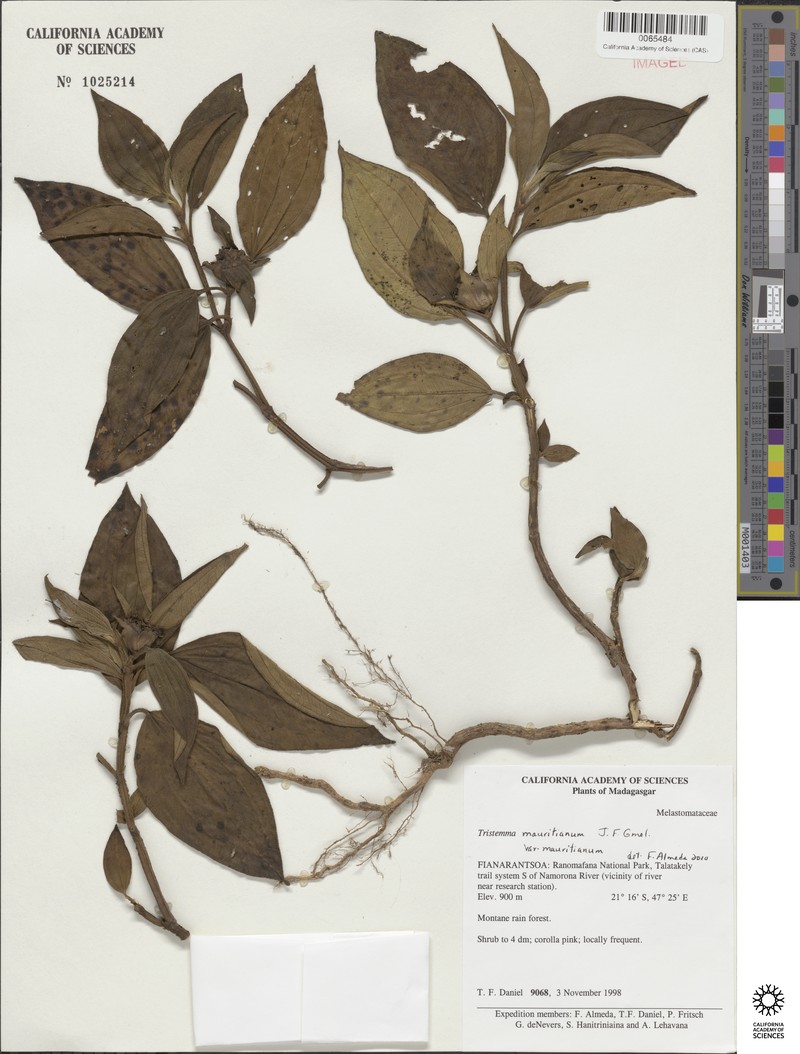 Tristemma mauritianum var. mauritianum photo 3