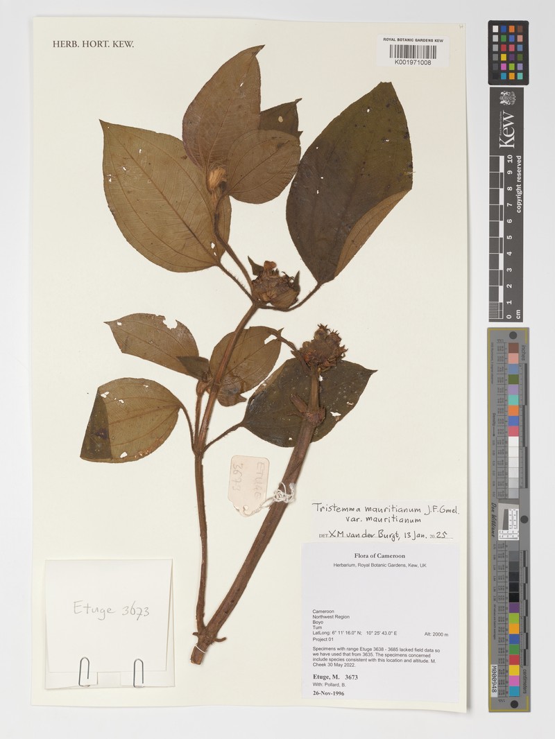 Tristemma mauritianum var. mauritianum photo 4