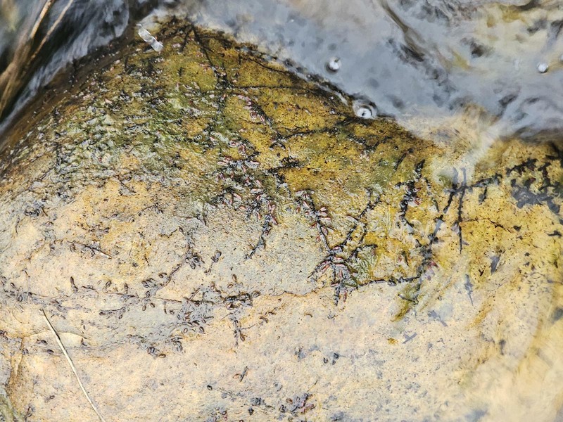 Tristicha trifaria subsp. trifaria