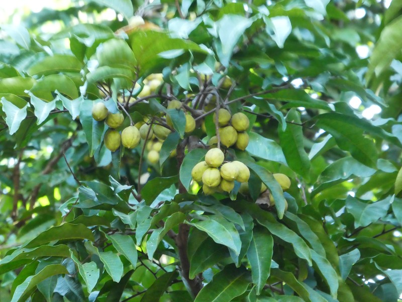 Fern-Leaved Tamarind