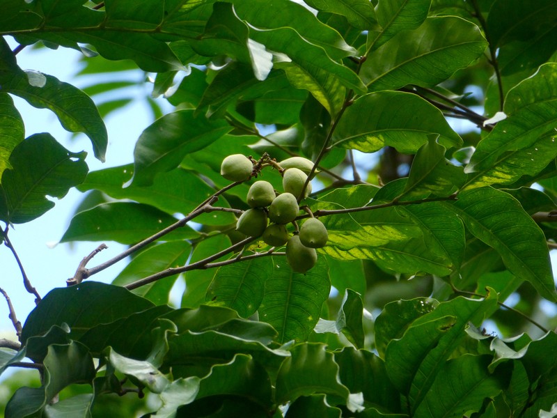 Fern-Leaved Tamarind photo 2