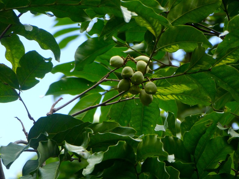 Fern-Leaved Tamarind photo 3