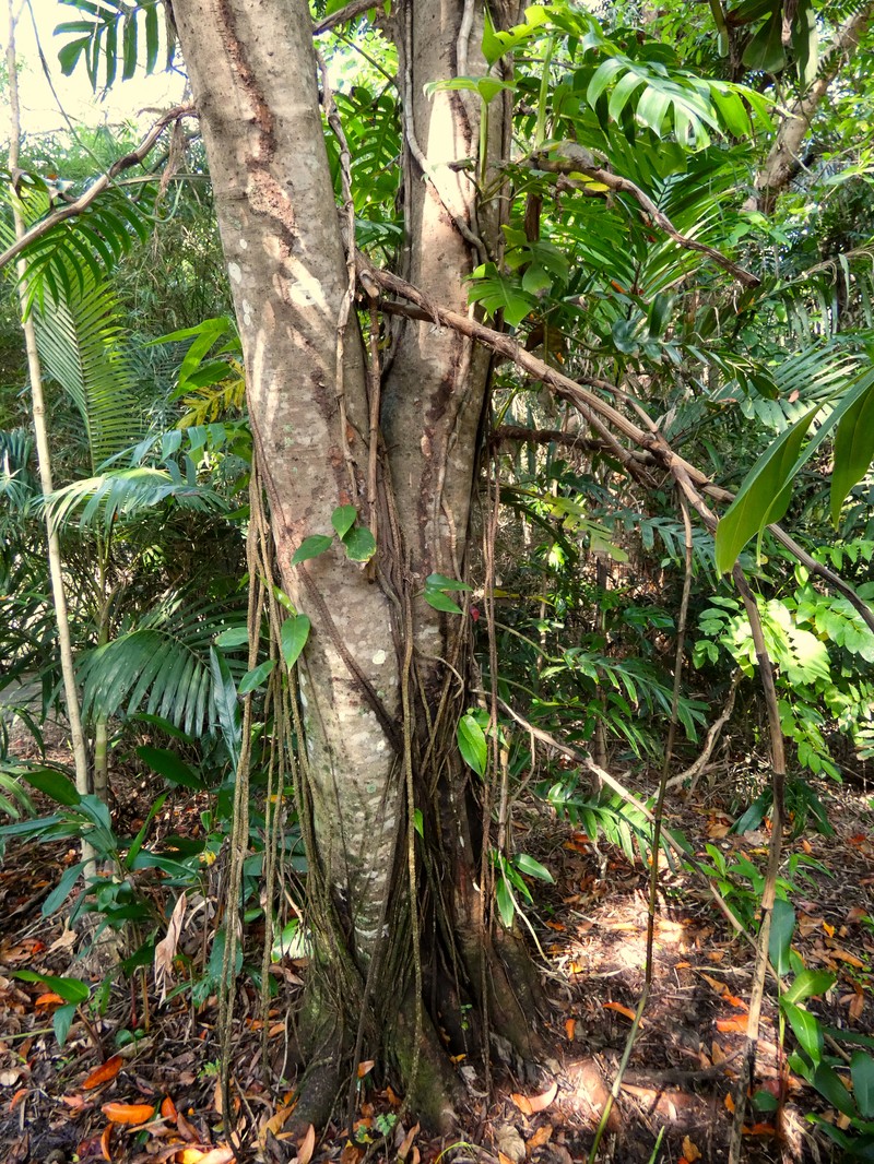 Fern-Leaved Tamarind photo 4