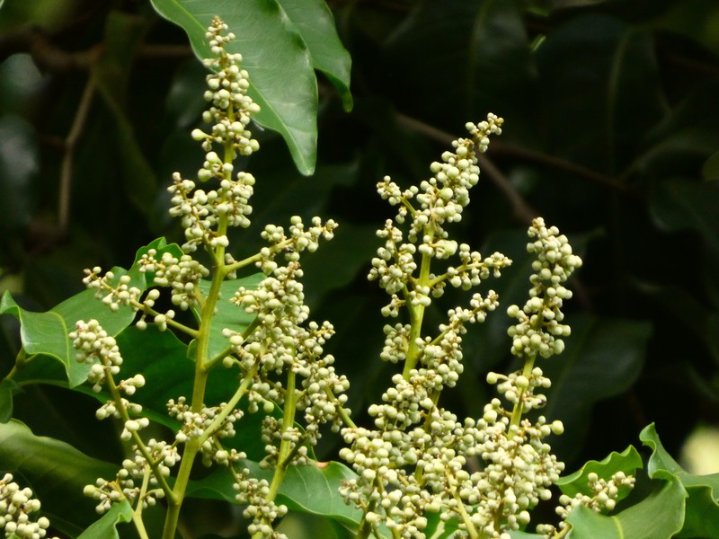 Fern-Leaved Tamarind photo 5
