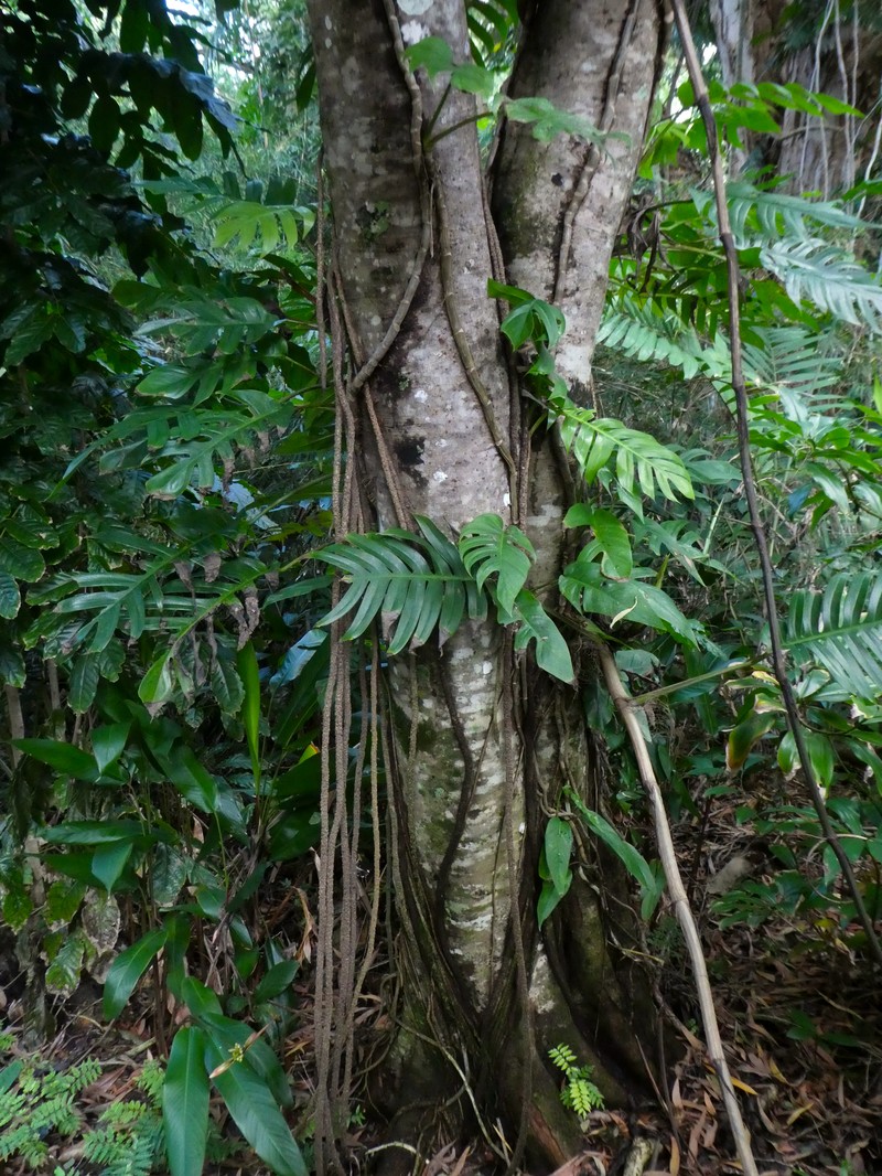 Fern-Leaved Tamarind photo 6