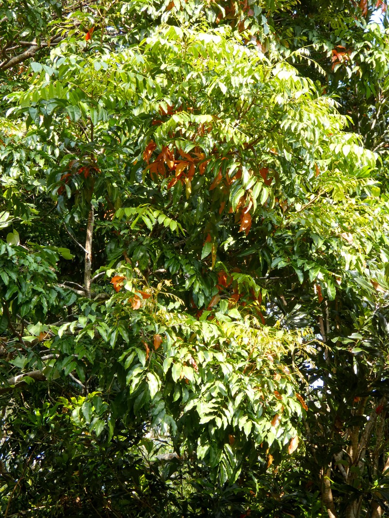 Fern-Leaved Tamarind photo 7