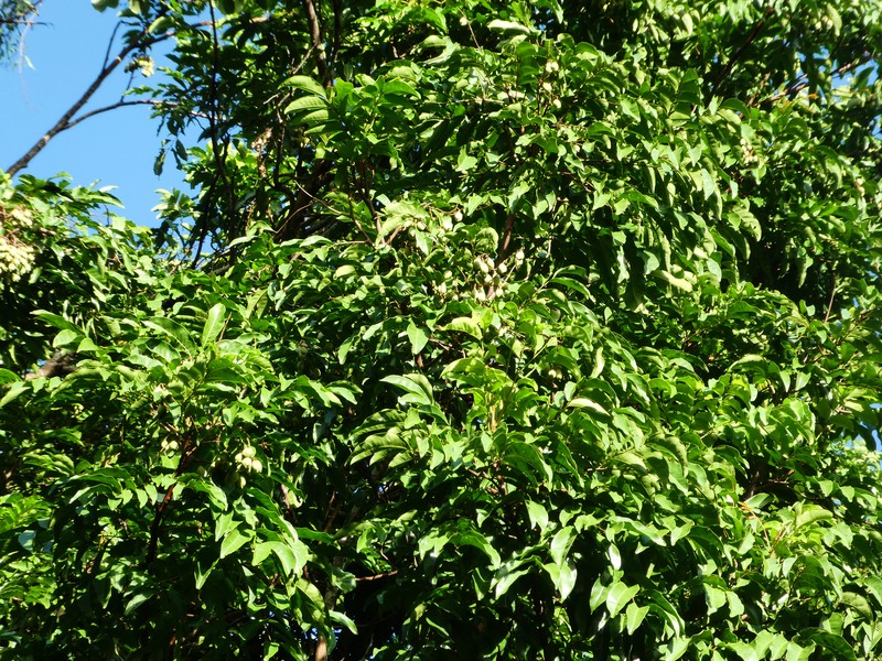 Fern-Leaved Tamarind photo 8