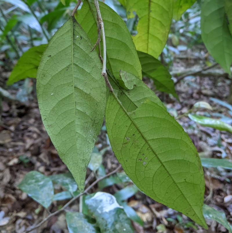 Tritaxis balakrishnanii photo 2