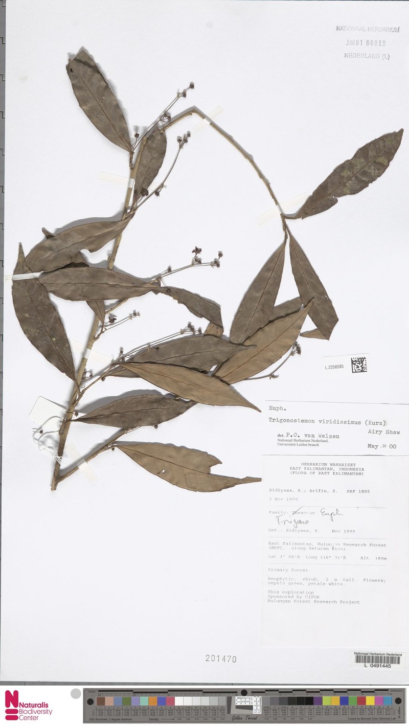 Tritaxis denticulata