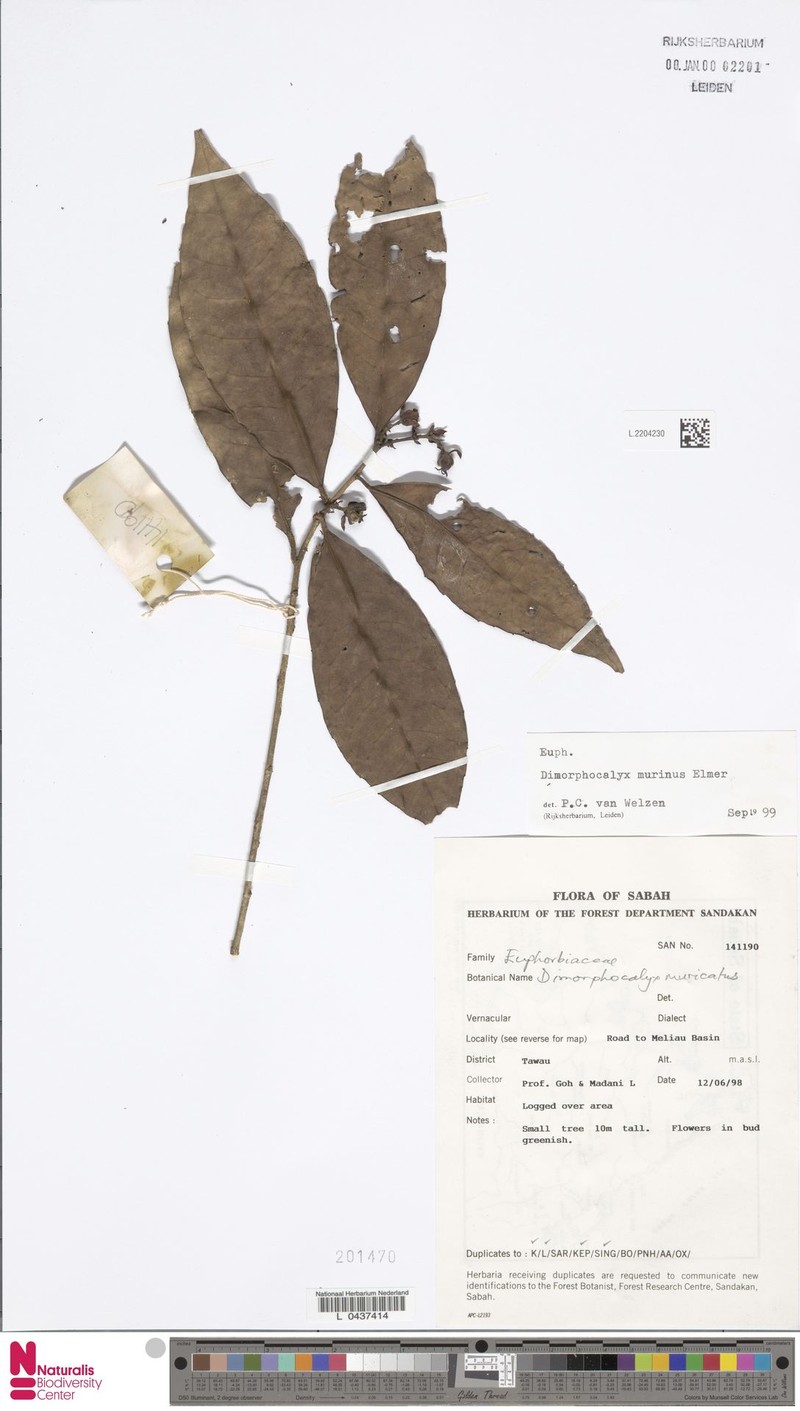 Tritaxis denticulata photo 2