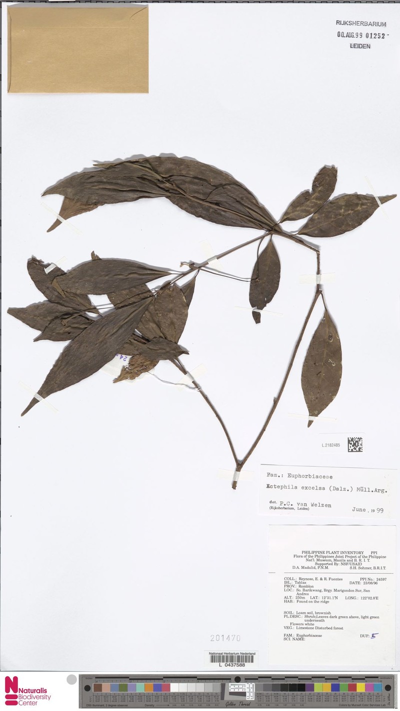 Tritaxis denticulata photo 3