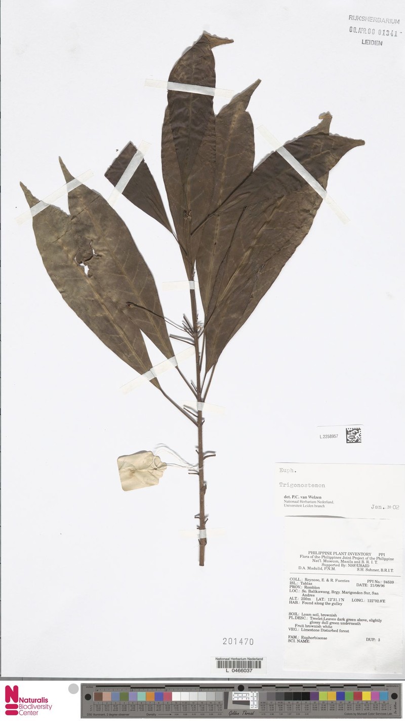Tritaxis denticulata photo 4