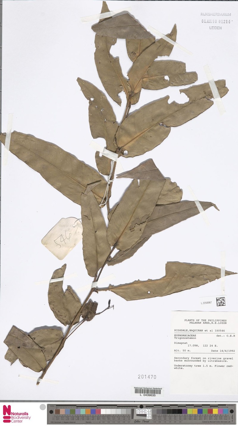 Tritaxis ixoroides photo 2