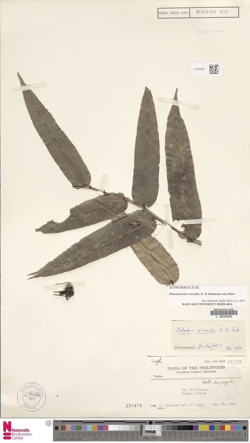 Tritaxis ixoroides photo 3