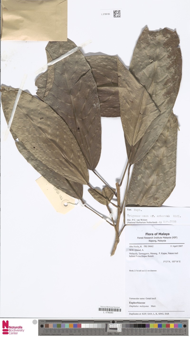 Tritaxis malayana