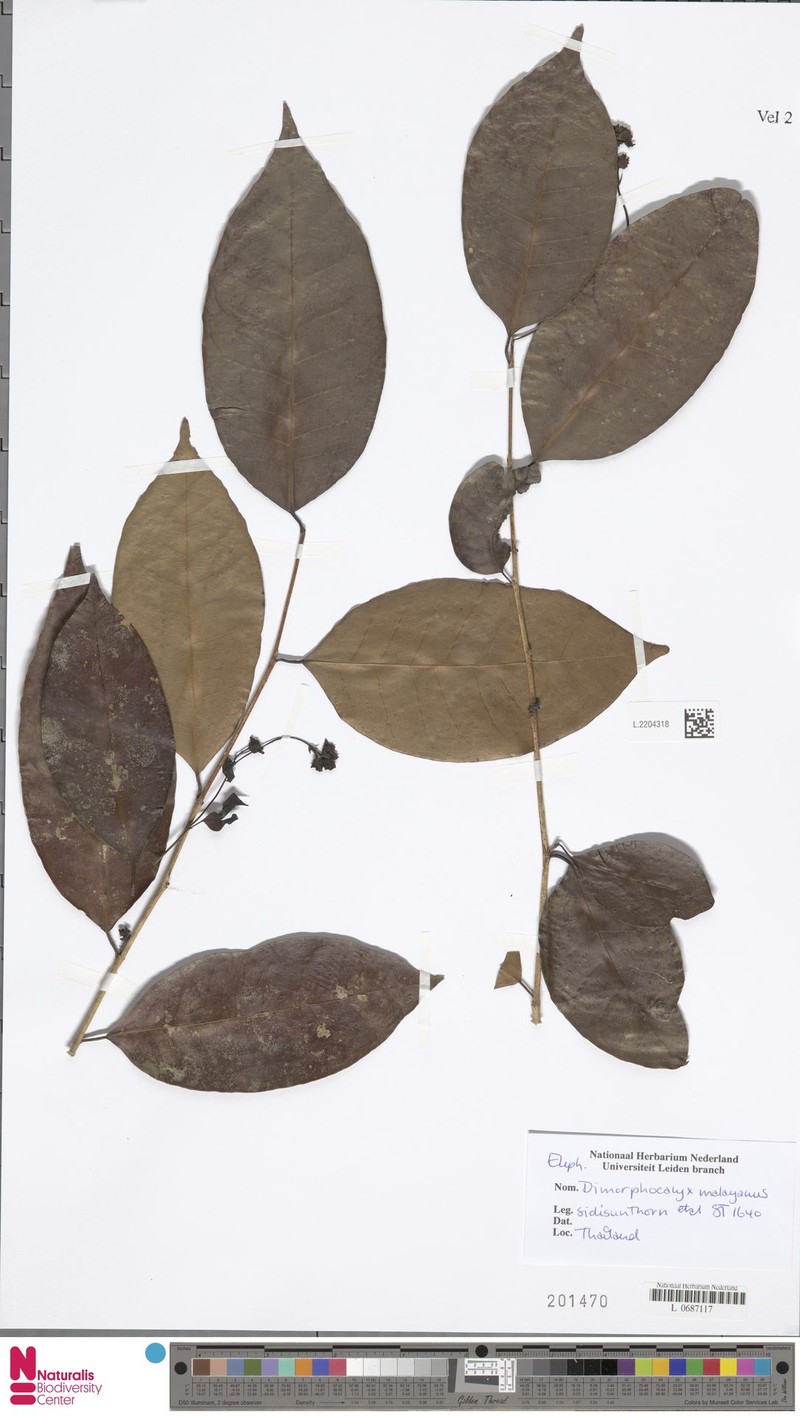 Tritaxis malayana photo 2