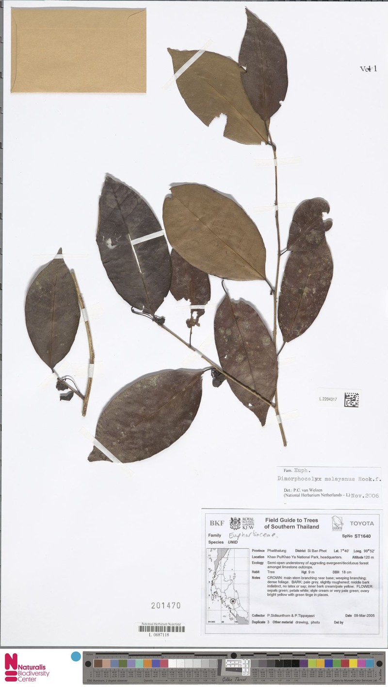 Tritaxis malayana photo 3