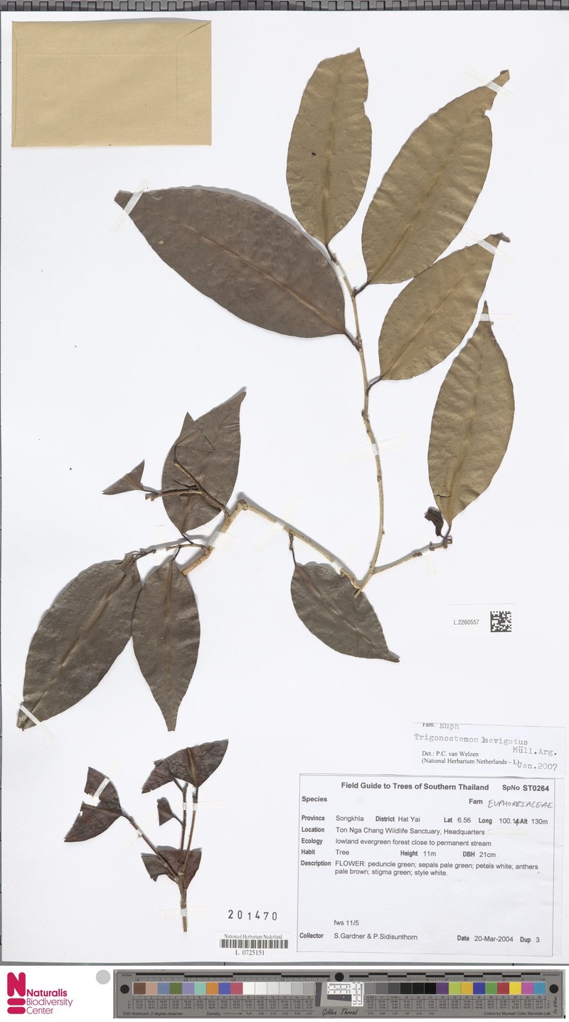 Tritaxis malayana photo 4