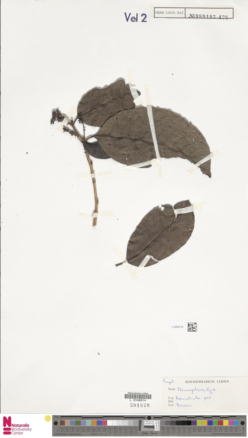 Tritaxis moluccensis